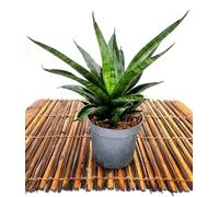POWERS TO FLOWERS - SANSEVERIA BLACK WIDOW CTOW, VASO 10CM DIAMETRO, pianta vera
