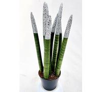 POWERS TO FLOWERS - SANSEVERIA CILINDRICA COLOR LIFE ARGENTO, ALTEZZA 25/30CM, pianta vera