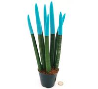POWERS TO FLOWERS - SANSEVERIA CILINDRICA COLOR LIFE AZZURRA, ALTEZZA 25/30CM, pianta vera