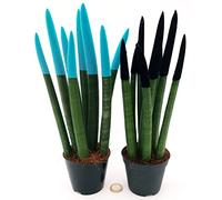 POWERS TO FLOWERS - SANSEVERIA CILINDRICA COLOR LIFE NERO e AZZURRO, Altezza 25/30cm, piante vere