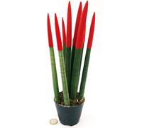 POWERS TO FLOWERS - SANSEVERIA CILINDRICA COLOR LIFE ROSSA, ALTEZZA 25/30CM, pianta vera