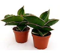 POWERS TO FLOWERS - SANSEVERIA SAMURAI MINI 2 PIANTE, IDEALE PER TERRARIUM, pianta vera