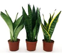 POWERS TO FLOWERS - SANSEVERIA TRIS, LAURENTII e ZEYLANICA e SILVER LUNA, VASO 11CM, piante vere