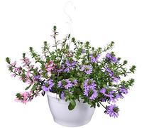 POWERS TO FLOWERS - SCAEVOLA TRICOLOR XXL, BASKET VASO 22, pianta vera