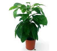 POWERS TO FLOWERS - SCHEFFLERA ACTINOPHYLLA, VASO 17CM, pianta vera