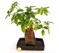 POWERS TO FLOWERS - SCHEFFLERA BONSAI, BONSAI IN IDROCOLTURA, pianta vera