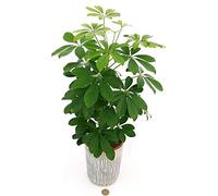 POWERS TO FLOWERS - SCHEFFLERA VERDE IN VASO CERAMICA A RIGHE GRIGIO-BIANCO, pianta vera