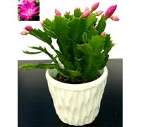 POWERS TO FLOWERS - SCHLUMBERGERA ROSA IN VASO CERAMICA BIANCO CON SPATOLATURA IN RILIEVO, Natalina, Pasqualina, Rhipsalis, pianta vera
