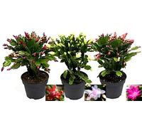 POWERS TO FLOWERS - SCHLUMBERGERA TRIS, Natalina, Pasqualina, Rhipsalis, SET 3 PEZZI in vaso 10cm diametro, piante vere