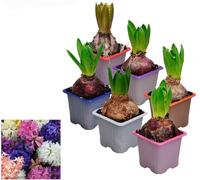 POWERS TO FLOWERS - SET 6 BULBI GIACINTO PROFUMATO Colori misti, piante vere