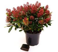 POWERS TO FLOWERS - SKIMMIA RUBELLA XXXXL!!! VASO 30CM, pianta vera