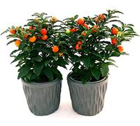 POWERS TO FLOWERS - SOLANUM DA BACCA, CILIEGIO DI GERUSALEMME 2 PIANTE IN VASO CERAMICA ANTRACITE, Piante vere