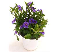 POWERS TO FLOWERS - SOLANUM RANTONETTI, vaso 14 pianta vera