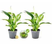 POWERS TO FLOWERS - SPATIFILLO MINI IDEALE PER TERRARIUM, 2 PIANTE, VASO 5,5cm, Piante vere