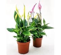 POWERS TO FLOWERS - SPATIFILLO MULTIFLORA COLOR LIFE ROSA e GIALLO, VASO 12cm DIAMETRO, 2 PIANTE, altezza 30CM, Piante Vere