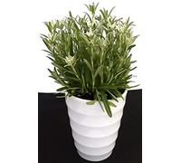 POWERS TO FLOWERS - STELLA ALPINA IN VASO CERAMICA BIANCO A CERCHI CONCENTRICI, pianta vera