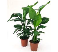 POWERS TO FLOWERS - STRELITZIA NICOLAI, UCCELLO DEL PARADISO, 2 PIANTE, Vaso 19cm, altezza 100cm, pianta vera