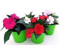 POWERS TO FLOWERS - SUNPATIENS NUOVA GUINEA POKER 4 PIANTE, VASO 14CM, piante vere