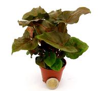 POWERS TO FLOWERS - SYNGONIUM BLACK MINI, IDEALE PER TERRARIUM, pianta vera
