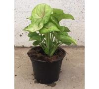 POWERS TO FLOWERS - SYNGONIUM MANGO, pianta vera