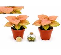 POWERS TO FLOWERS - SYNGONIUM RED MINI IDEALE PER TERRARIUM, 2 PIANTE, VASO 5,5 CM DIAMETRO, piante vere
