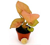 POWERS TO FLOWERS - SYNGONIUM RED MINI IDEALE PER TERRARIUM, pianta vera