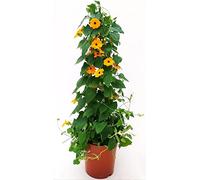 POWERS TO FLOWERS - THUNBERGIA ALATA ARANCIONE A PIRAMIDE ALTEZZA 90/100CM, VASO 20CM DIAMETRO, pianta vera