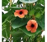 POWERS TO FLOWERS - THUNBERGIA ALATA ARANCIONE SCURO A PIRAMIDE ALTEZZA 90/100CM, VASO 20CM DIAMETRO, pianta vera