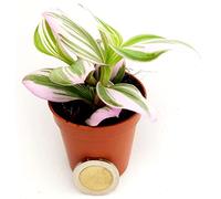 POWERS TO FLOWERS - TRADESCANTIA NANOUK MINI IDEALE PER TERRARIUM VASO 5,5CM, pianta vera