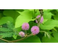 POWERS TO FLOWERS - TRIS CAPELVENERE, CAPPERO E MIMOSA PUDICA, piante vere