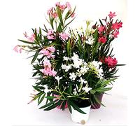 POWERS TO FLOWERS - TRIS OLEANDRO, BIANCO, ROSA E ROSA INTENSO, vaso 16cm, piante vere