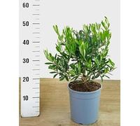 POWERS TO FLOWERS - ULIVO, OLIVO DA FRUTTO, VARIETA ASCOLANA TENERA, OLIVE ASCOLANE, VASO 19CM DIAMETRO, Pianta Vera