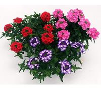 POWERS TO FLOWERS - VERBENA TRIS, ROSA ROSSA E BICOLORE, VASO 14CM DIAMETRO, 3 PIANTE, piante vere