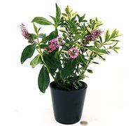 POWERS TO FLOWERS - VERONICA BICOLORE A FIORE LILLA, Vaso12cm, pianta vera