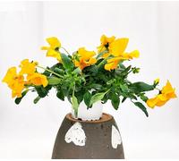 POWERS TO FLOWERS - VIOLE DEL PENSIERO, VIOLA A FIORE PENDULO ARANCIONE, SET 3 PIANTE VASO 12CM DIAMETRO, piante vere