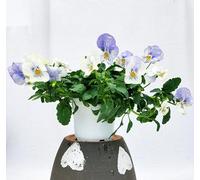 POWERS TO FLOWERS - VIOLE DEL PENSIERO, VIOLA A FIORE PENDULO AZZURRO, SET 4 PIANTE VASO 12CM DIAMETRO, piante vere