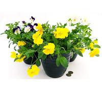 POWERS TO FLOWERS - VIOLE DEL PENSIERO, VIOLA A FIORE PENDULO BIANCO - GIALLO - BLU BICOLORE, SET 3 PIANTE VASO 14CM, VASO IN CERAMICA NERO A RIGHE, piante vere