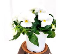 POWERS TO FLOWERS - VIOLE DEL PENSIERO, VIOLA A FIORE PENDULO BIANCO PURO, SET 2 PIANTE VASO 12CM DIAMETRO, piante vere