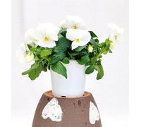 POWERS TO FLOWERS - VIOLE DEL PENSIERO, VIOLA A FIORE PENDULO BIANCO PURO, SET 4 PIANTE VASO 12CM DIAMETRO, piante vere