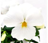 POWERS TO FLOWERS - VIOLE DEL PENSIERO, VIOLA A FIORE PENDULO BIANCO PURO, SET 5 PIANTE VASO 12CM DIAMETRO, piante vere