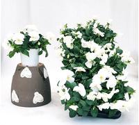 POWERS TO FLOWERS - VIOLE DEL PENSIERO, VIOLA A FIORE PENDULO BIANCO, SET 6 PIANTE VASO 12CM DIAMETRO, piante vere