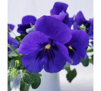 POWERS TO FLOWERS - VIOLE DEL PENSIERO, VIOLA A FIORE PENDULO BLU, SET 6 PIANTE VASO 12CM DIAMETRO, piante vere