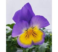 POWERS TO FLOWERS - VIOLE DEL PENSIERO, VIOLA A FIORE PENDULO LILLA/GIALLO, SET 3 PIANTE VASO 12CM DIAMETRO, piante vere