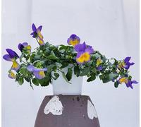 POWERS TO FLOWERS - VIOLE DEL PENSIERO, VIOLA A FIORE PENDULO LILLA/GIALLO, SET 4 PIANTE VASO 12CM DIAMETRO, piante vere