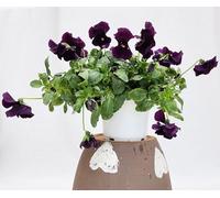 POWERS TO FLOWERS - VIOLE DEL PENSIERO, VIOLA A FIORE PENDULO VIOLA, SET 4 PIANTE VASO 12CM DIAMETRO, piante vere