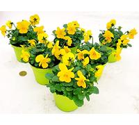 POWERS TO FLOWERS - VIOLE DEL PENSIERO, VIOLA A FIORE PICCOLO GIALLO, 6 PIANTE, Vaso 10,5cm diametro, piante vere