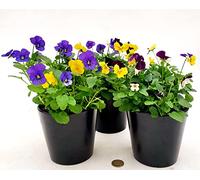 POWERS TO FLOWERS - VIOLE DEL PENSIERO, VIOLA A FIORE PICCOLO, MULTICOLORE, 3 PIANTE, piante vere