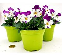 POWERS TO FLOWERS - VIOLE DEL PENSIERO, VIOLA A FIORE PICCOLO ROSA/BIANCO, 3 PIANTE, Vaso 10,5cm diametro, piante vere