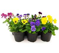 POWERS TO FLOWERS - VIOLE DEL PENSIERO, VIOLA A FIORE PICCOLO, SET 6 PIANTE, Vaso 10,5cm diametro, piante vere