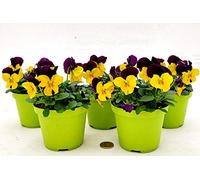 POWERS TO FLOWERS - VIOLE DEL PENSIERO, VIOLA A FIORE PICCOLO VIOLA/GIALLO, 5 PIANTE, Vaso 10,5cm diametro, piante vere